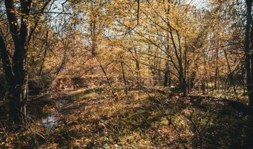 Photo #7 of 14603 COX MILL RD, GORDONSVILLE, VA 178.6 acres