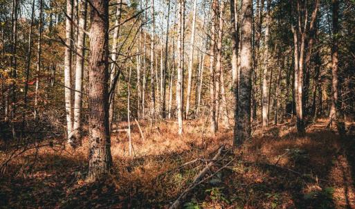 Photo #11 of 14603 COX MILL RD, GORDONSVILLE, VA 178.6 acres