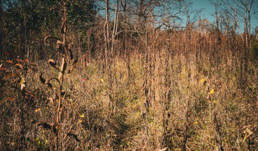 Photo #17 of 14603 COX MILL RD, GORDONSVILLE, VA 178.6 acres