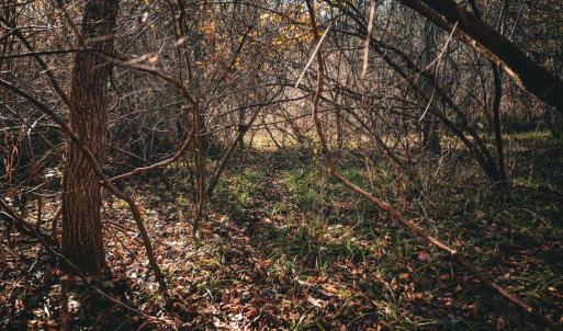 Photo #19 of 14603 COX MILL RD, GORDONSVILLE, VA 178.6 acres