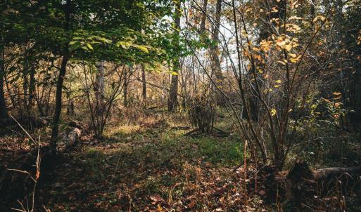 Photo #20 of 14603 COX MILL RD, GORDONSVILLE, VA 178.6 acres