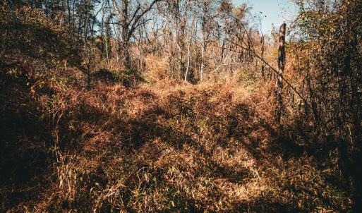 Photo #21 of 14603 COX MILL RD, GORDONSVILLE, VA 178.6 acres