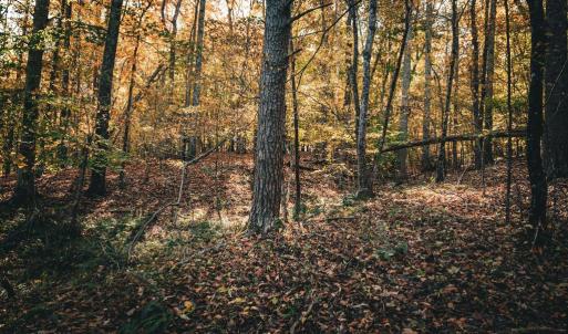 Photo #26 of 14603 COX MILL RD, GORDONSVILLE, VA 178.6 acres