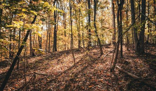 Photo #27 of 14603 COX MILL RD, GORDONSVILLE, VA 178.6 acres