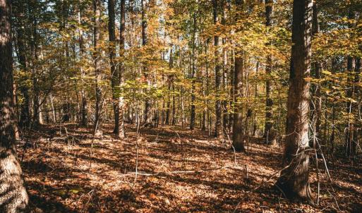 Photo #28 of 14603 COX MILL RD, GORDONSVILLE, VA 178.6 acres