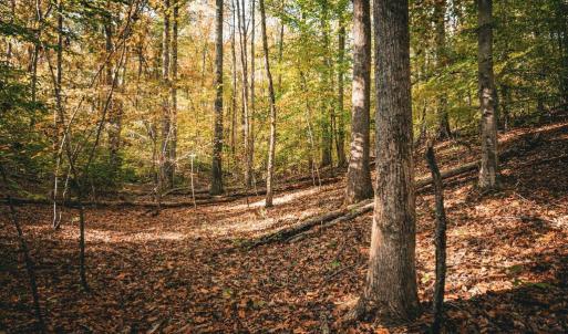 Photo #29 of 14603 COX MILL RD, GORDONSVILLE, VA 178.6 acres