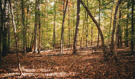 Photo #30 of 14603 COX MILL RD, GORDONSVILLE, VA 178.6 acres