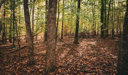 Photo #31 of 14603 COX MILL RD, GORDONSVILLE, VA 178.6 acres