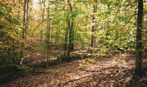 Photo #32 of 14603 COX MILL RD, GORDONSVILLE, VA 178.6 acres