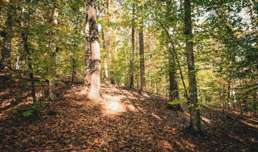 Photo #34 of 14603 COX MILL RD, GORDONSVILLE, VA 178.6 acres