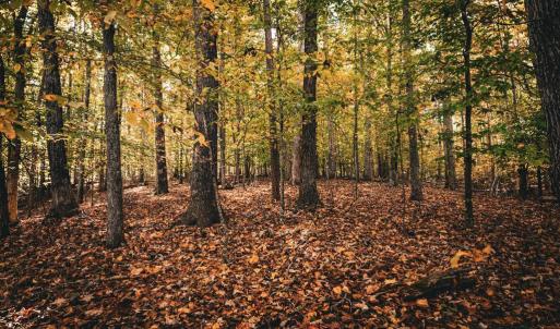 Photo #35 of 14603 COX MILL RD, GORDONSVILLE, VA 178.6 acres