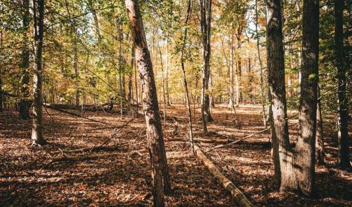 Photo #36 of 14603 COX MILL RD, GORDONSVILLE, VA 178.6 acres