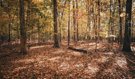 Photo #39 of 14603 COX MILL RD, GORDONSVILLE, VA 178.6 acres