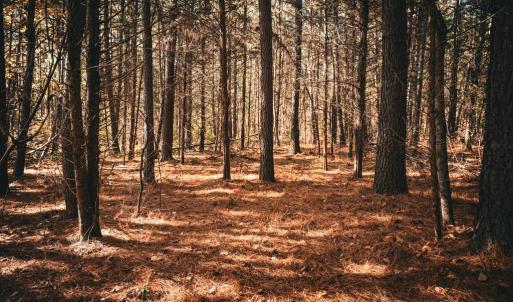 Photo #40 of 14603 COX MILL RD, GORDONSVILLE, VA 178.6 acres