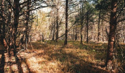 Photo #41 of 14603 COX MILL RD, GORDONSVILLE, VA 178.6 acres