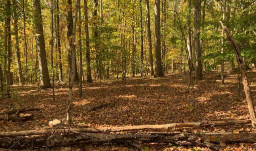 Photo #17 of 28282 RACCOON FORD RD, BURR HILL, VA 70.2 acres