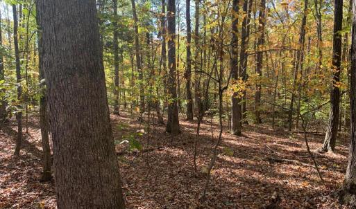 Photo #18 of 28282 RACCOON FORD RD, BURR HILL, VA 70.2 acres