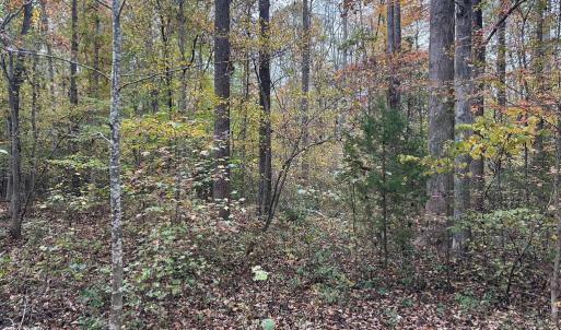 Photo #1 of 8105 WADE ST, PARTLOW, VA 9.3 acres