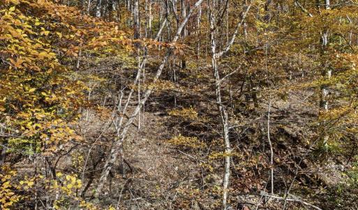 Photo #15 of GID BROWN HOLLOW, WASHINGTON, VA 27.9 acres