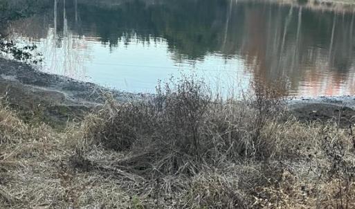 Photo #3 of MITCHELL FORD RD, LIGNUM, VA 96.5 acres