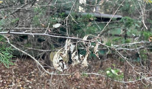 Photo #13 of MITCHELL FORD RD, LIGNUM, VA 96.5 acres