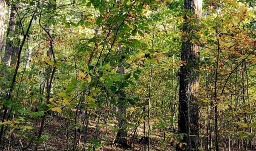 Photo #5 of ERNEST ROBINSON ROAD, MARSHALL, VA 5.6 acres