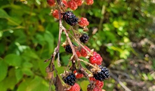 Photo #25 of GALLOWAY SPRING LN, STANLEY, VA 32.0 acres