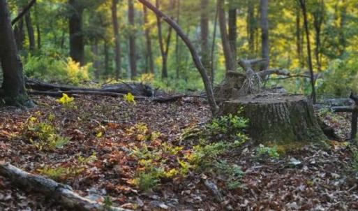 Photo #29 of GALLOWAY SPRING LN, STANLEY, VA 32.0 acres