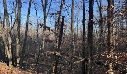 Photo #3 of BUGGY LN, ROCHELLE, VA 4.9 acres