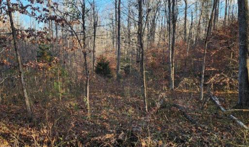 Photo #8 of BUGGY LN, ROCHELLE, VA 4.9 acres