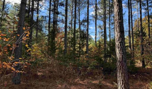 Photo #8 of OFF OF SHORES ROAD (TRACT: TANAGER ET2 2020), SCOTTSVILLE, VA 153.1 acres