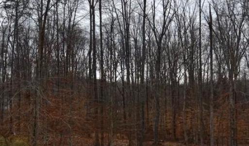 Photo #2 of 71 ALEXANDRA CIR, BUMPASS, VA 1.0 acres