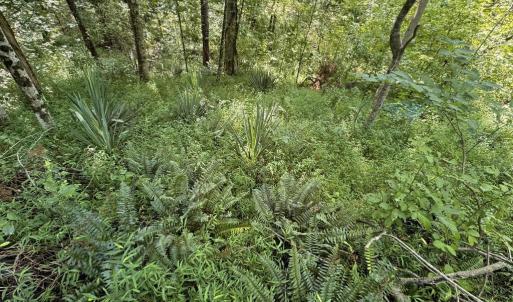 Photo #6 of 398 BAYLES LN, LOUISA, VA 4.0 acres