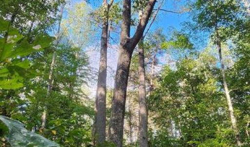 Photo #12 of LEES CT, LOCUST GROVE, VA 10.5 acres