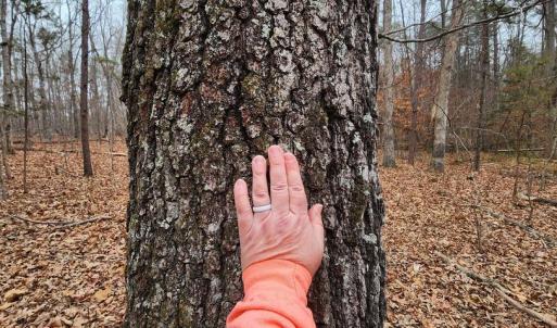 Photo #5 of LEES CT, LOCUST GROVE, VA 10.5 acres