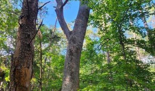 Photo #7 of LEES CT, LOCUST GROVE, VA 10.5 acres