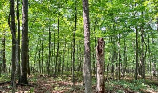 Photo #3 of 2016 VAUGHN SUMMIT RD, LURAY, VA 7.7 acres