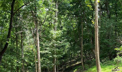 Photo #10 of 12 GALLOWAY SPRING LN, SHENANDOAH, VA 22.4 acres