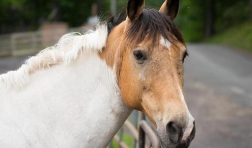 Photo #13 of 201 CUMBERLAND CIR, LOCUST GROVE, VA 0.3 acres