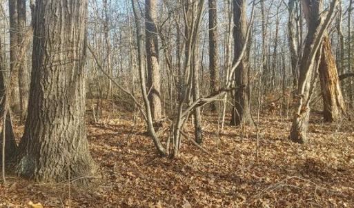 Photo #2 of RIXEYVILLE RD. RTE 229, ADJ TO LOT 1, CULPEPER, VA 5.0 acres
