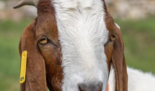 goat-2