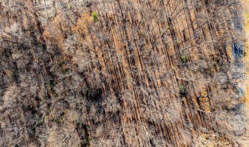 Photo #9 of 55 SEMINOLE TRAIL N, SHELBY, VA 2.1 acres