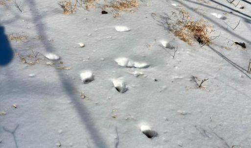 Photo #15 of MT ZION CHURCH RD, MADISON, VA 6.0 acres