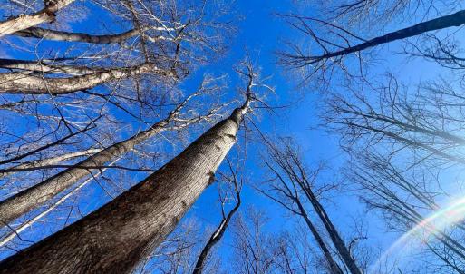 Photo #16 of MT ZION CHURCH RD, MADISON, VA 6.0 acres