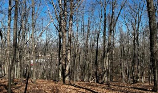 Elm View
