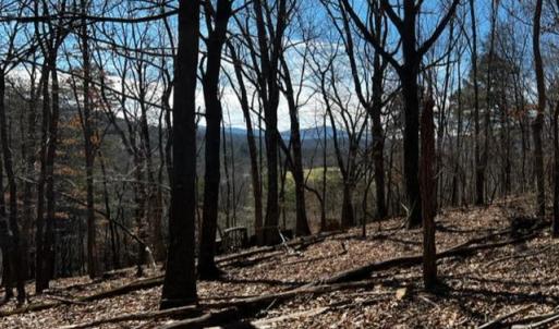 Elm View