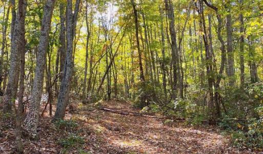 Photo #23 of CASTLETON VIEW ROAD, CASTLETON, VA 25.2 acres