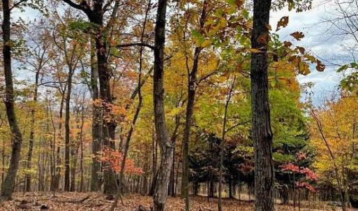 Photo #3 of TREEHOUSE PL, NELLYSFORD, VA 10.0 acres