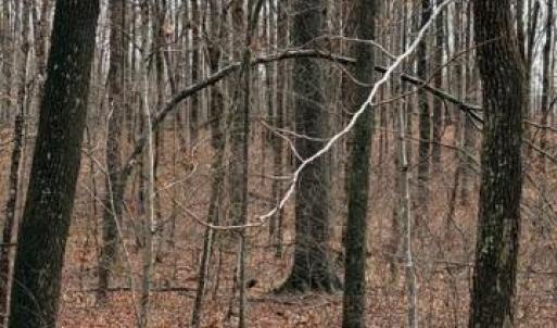 Photo #1 of MOUNTAIN TRACK RD, ORANGE, VA 32.0 acres