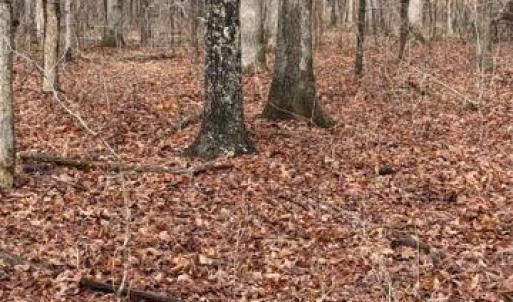 Photo #3 of MOUNTAIN TRACK RD, ORANGE, VA 32.0 acres